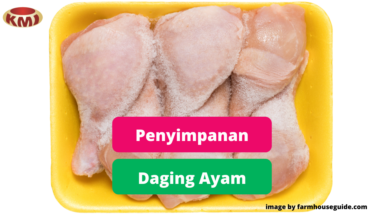 Panduan Tepat Dalam Menyimpan Daging Ayam